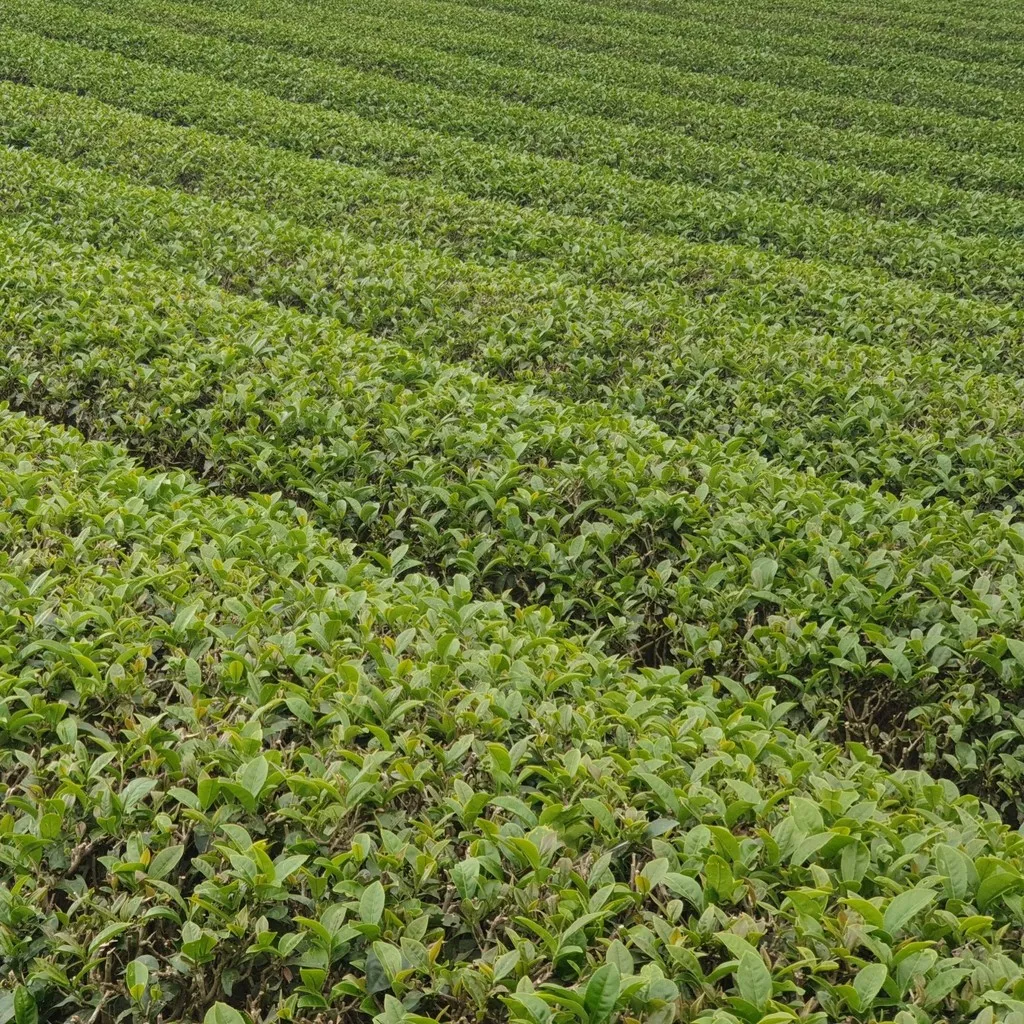 Alternative view of Ô Long Phượng Hoàng Trà 200g - Sương Mai