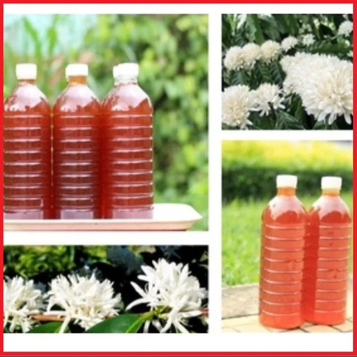 Mật Ong Hoa Cà Phê Đắk Lắc Nguyên Chất 100% Chai 1l Ctb419 - Bechip